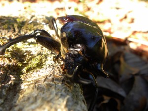 Megasoma mâle (Coleoptera-Scarabaeidae) 
